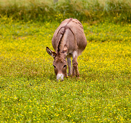Image showing Baby donkey in meadow eating flowers