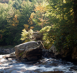 Image showing Autumn leaves in river