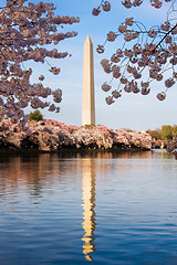 Image showing Washington Monument surrounded by cherry blossom