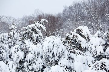 Image showing Snow covered conifer trees
