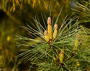 Image showing Unusual pine cones