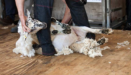 Image showing Sheep shearing at fair