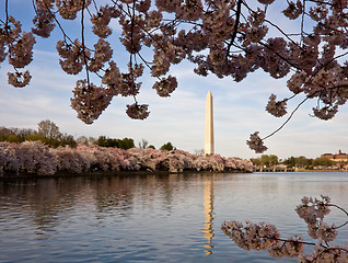 Image showing Cherry Blossoms framing Washington Monument