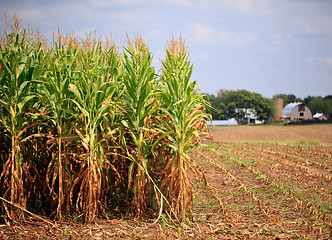 Image showing Rows of corn ready for harvest