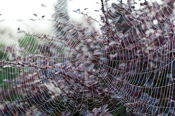 Image showing Cobweb on misty morning