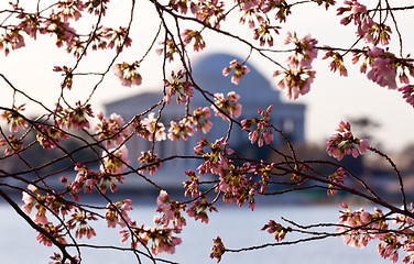 Image showing Cherry Blossom and Jefferson Memorial