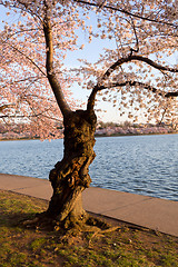 Image showing Cherry Blossom Trees by Tidal Basin