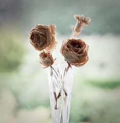 Image showing Old dried roses in a glass vase