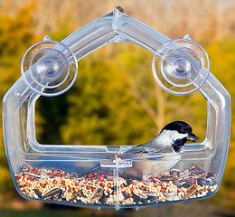 Image showing Black capped chickadee on feeding tray