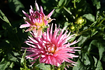 Image showing Beautiful dahlias