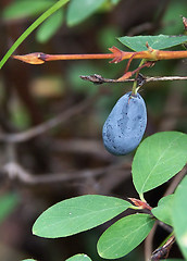 Image showing honeysuckle