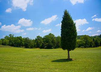 Image showing Single evergreen in meadow