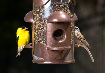 Image showing Goldfinch eating from  bird feeder