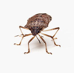 Image showing Brown Stink Bug