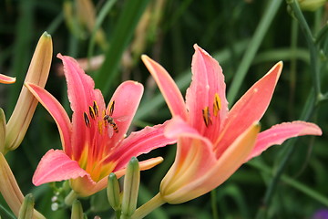 Image showing Wonderful lilies