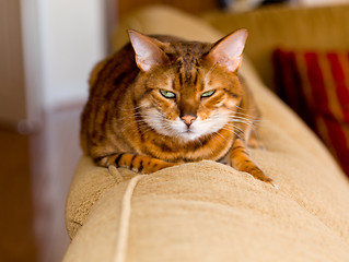 Image showing Bengal kitten with mean stare