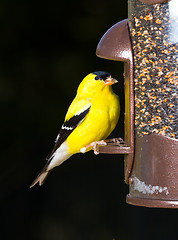 Image showing Goldfinch eating from  bird feeder