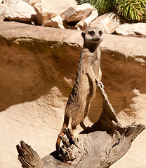 Image showing Meerkat standing on log