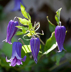 Image showing Purple clematis