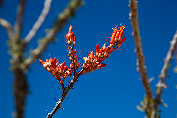 Image showing Crimson flowers of the Ocotillo cactus