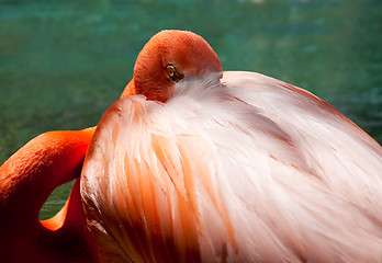 Image showing Eye of the Flamingo