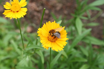 Image showing Yellow  flowers with bumble-bee