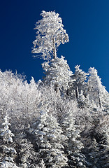 Image showing Pine trees covered in snow on skyline