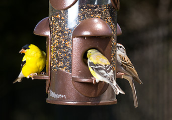 Image showing Goldfinch eating from  bird feeder