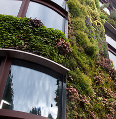 Image showing Garden growing on side of building