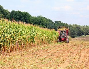 Image showing Rows of corn ready for harvest