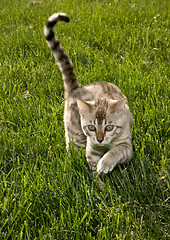 Image showing Bengal kitten creeping to camera