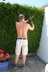 Image showing Man and thuja-hedge
