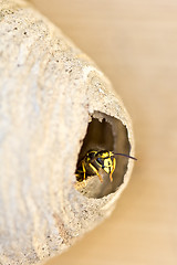 Image showing A bee looking out by the doorway of its hive