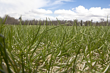 Image showing The green lawn from below