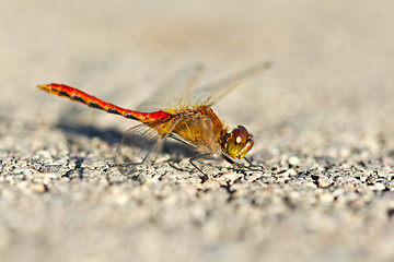 Image showing Staring dragonfly