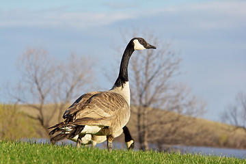 Image showing Canada goose looking up for signs of danger