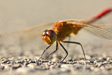 Image showing Smiling dragonfly