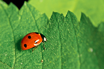 Image showing Ladybird on a leaf