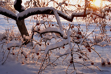 Image showing Early winter garden. 