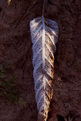 Image showing Frozen leaf 