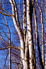 Image showing Birch trunks 