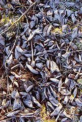 Image showing Frozen leaves 
