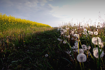 Image showing Unflorated dandelions and yellow rapeseed field.