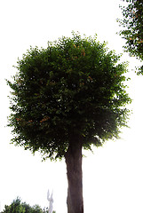 Image showing Roundheaded lime 
