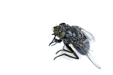 Image showing The fly