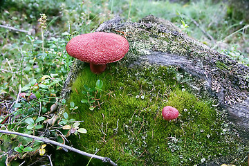 Image showing red mushrooms