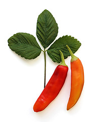 Image showing Two Hot Peppers