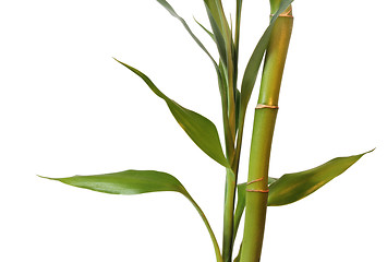 Image showing Clouse up of Bamboo and Leaves