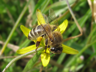 Image showing bee on flower