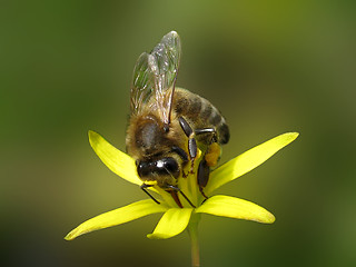 Image showing bee on flower